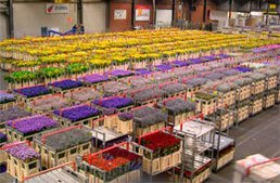 Alquiler de Generadores El&eacute;ctricos para flor&iacute;colas
